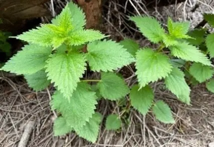 green color leafs of the plant