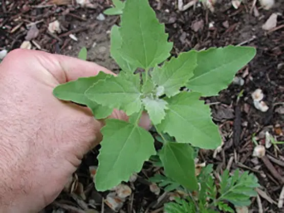 hand grabbing the plant