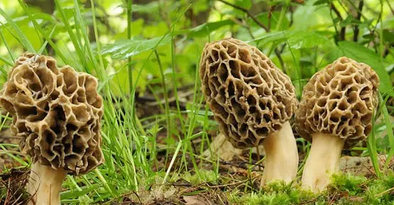 mushrooms in brown color