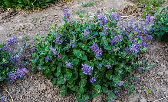 purple color flower on th plant