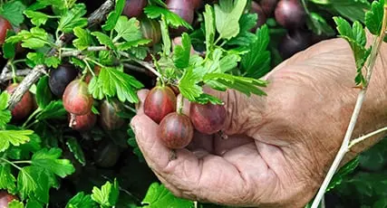 foragers guide to wild foods