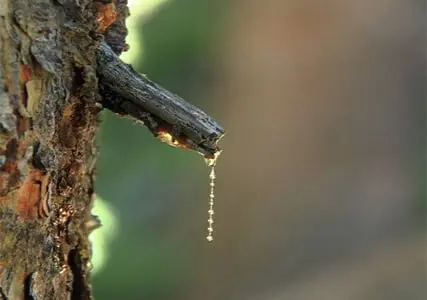 water realsing from the bark of tree