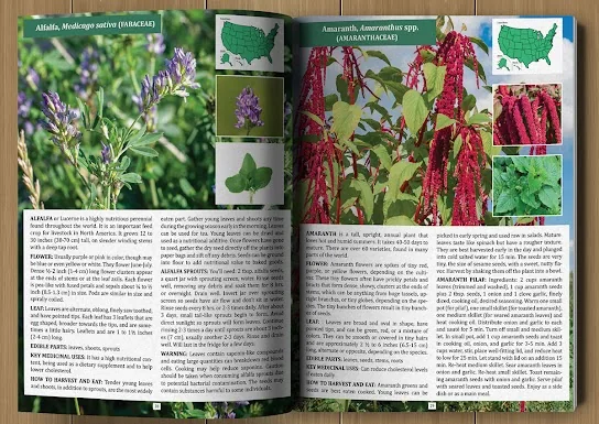 Inside pages of The Forager's Guide to Wild Foods showing the alfalfa and amaranth entries with photos and range maps