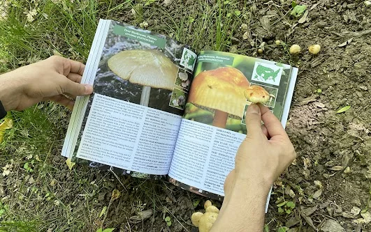 Open pages of the foragers guide to wild foods showing mushroom identification photos and maps